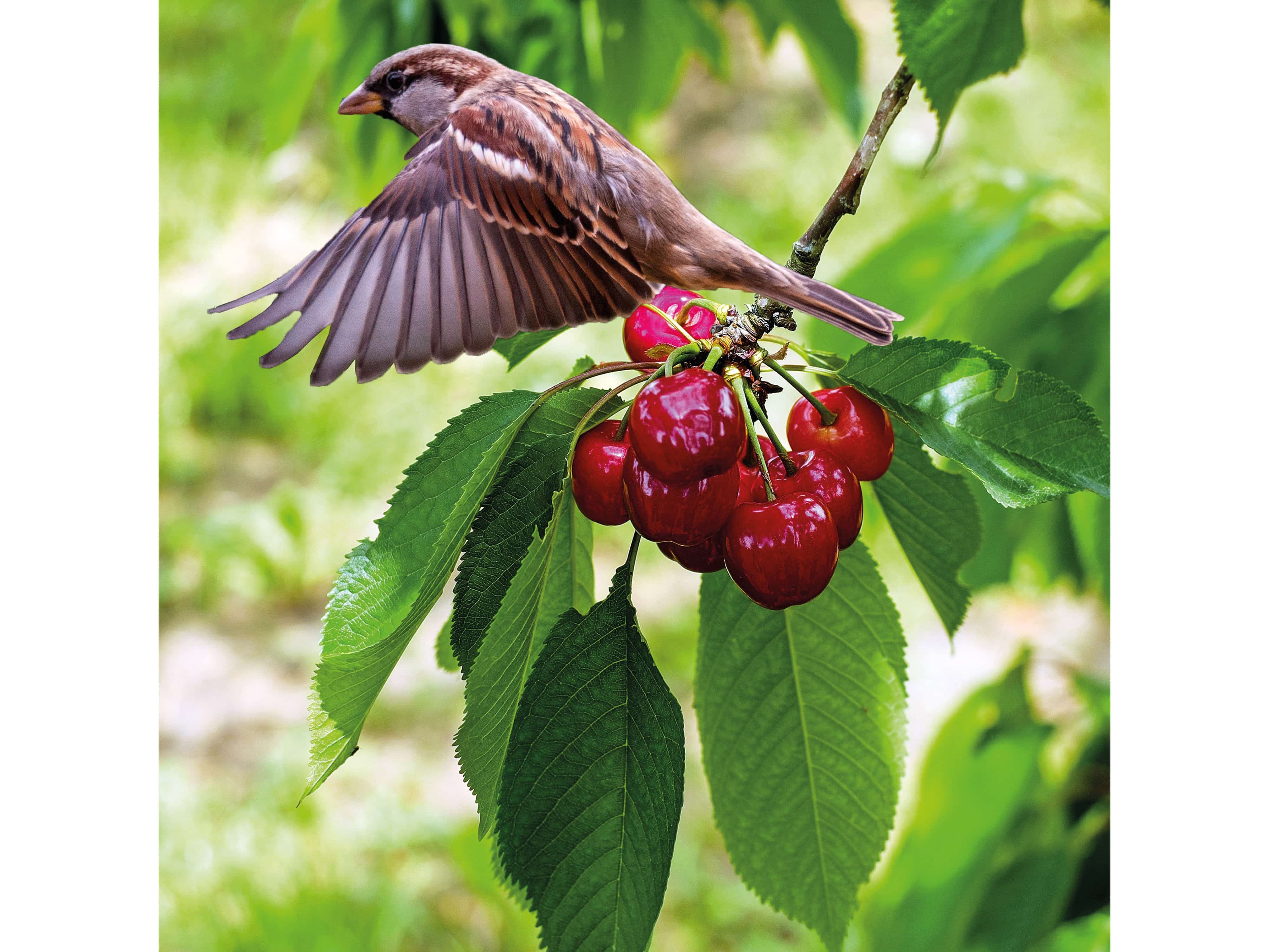 GARDIGO Solar Vogelscheuche 60091 GARDIGO Solar Vogelscheuche 60091