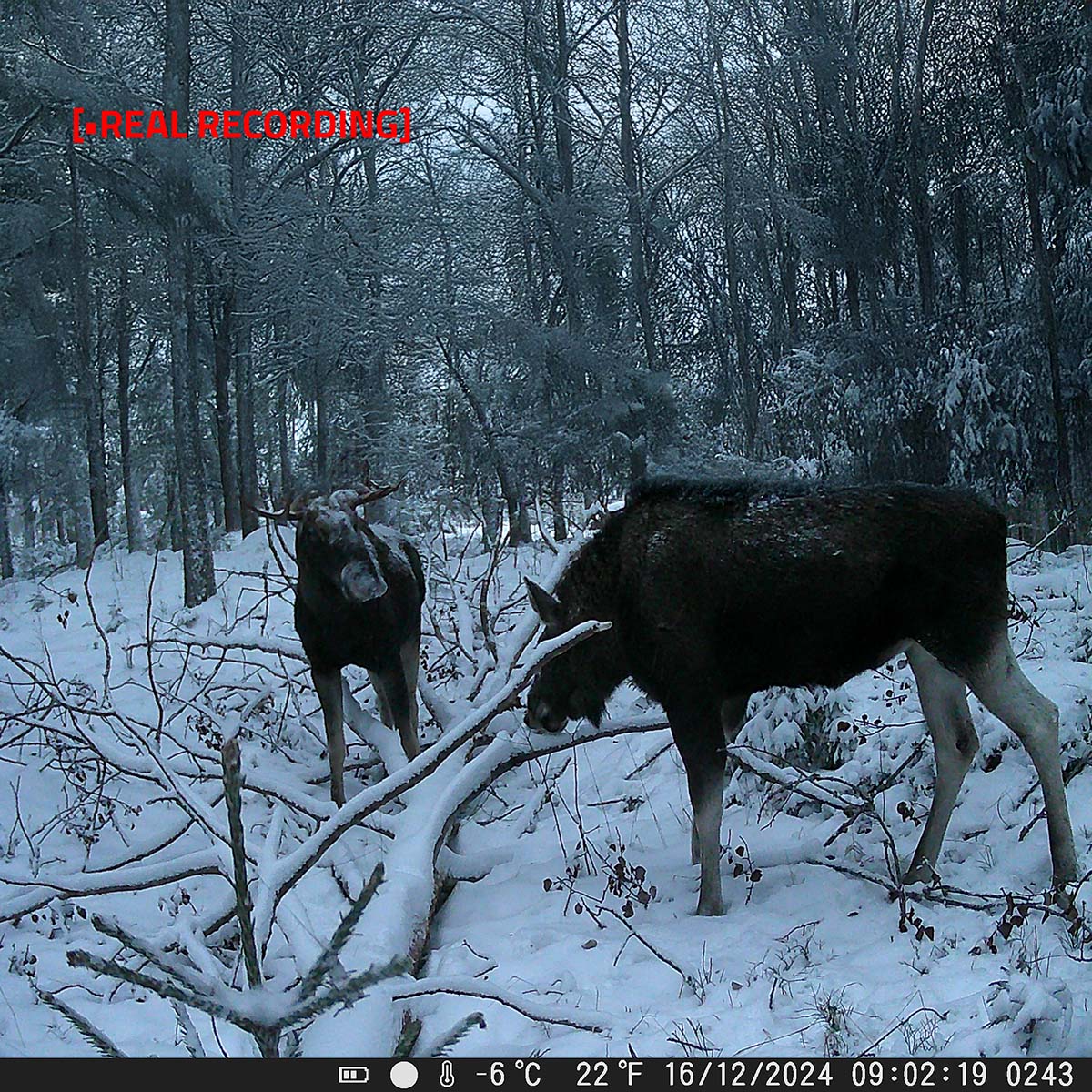 NEDIS Wildkamera WCAM180GN, 4K@10fps, 50 MP, No-Glow IR, IP65, 2,4" LCD NEDIS Wildkamera WCAM180GN, 4K@10fps, 50 MP, No-Glow IR, IP65, 2,4" LCD